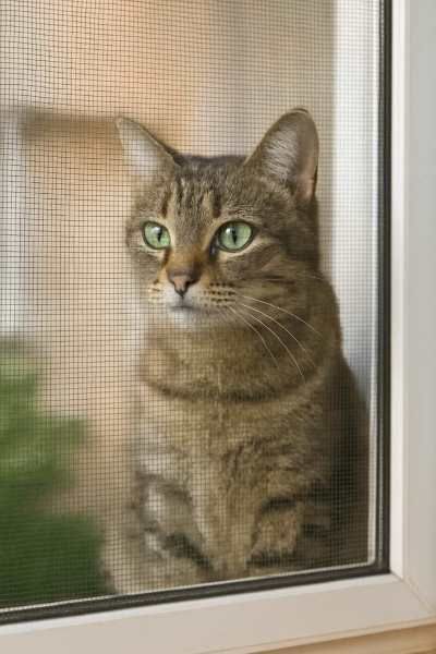 KatzensichereInsektenschutzrahmen